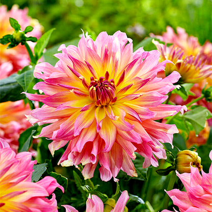 Go Go Pink Yellow