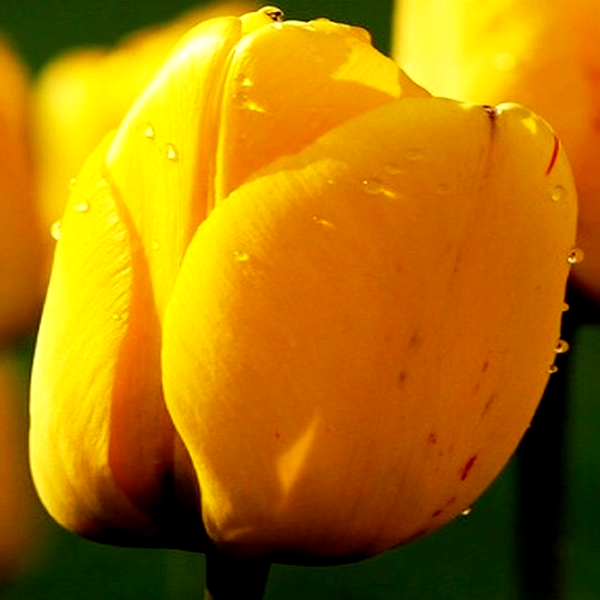 Golden Apeldoorn