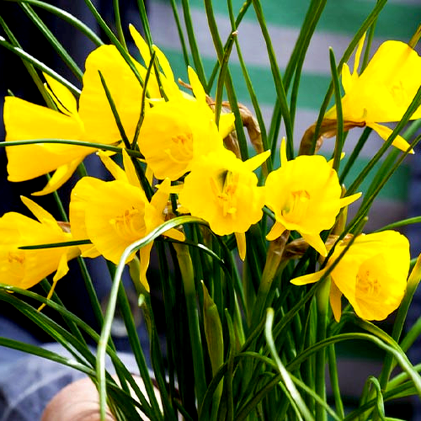 Golden Bells