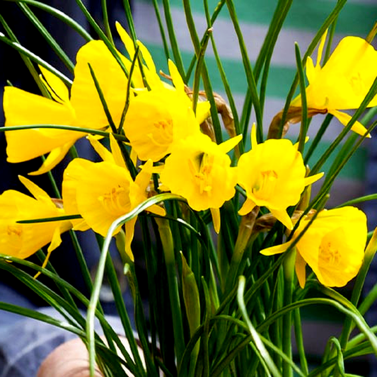 Golden Bells