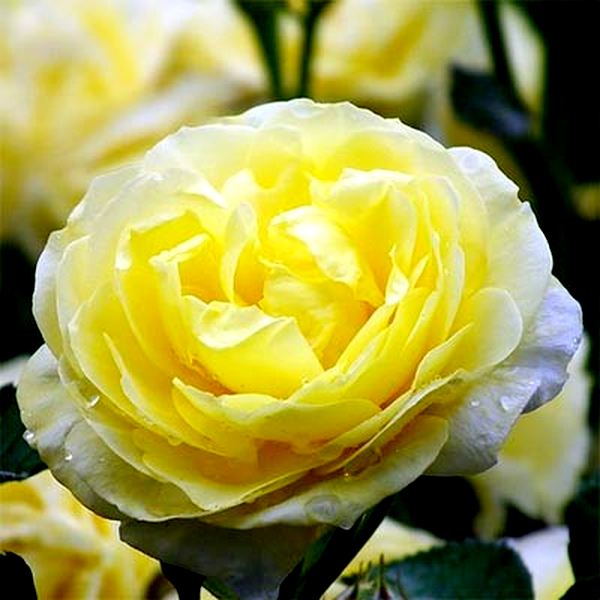 Golden Border