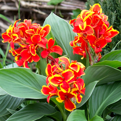 Golden Flame