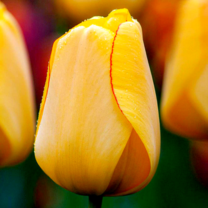 Golden Parade