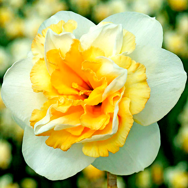 Golden Pearl