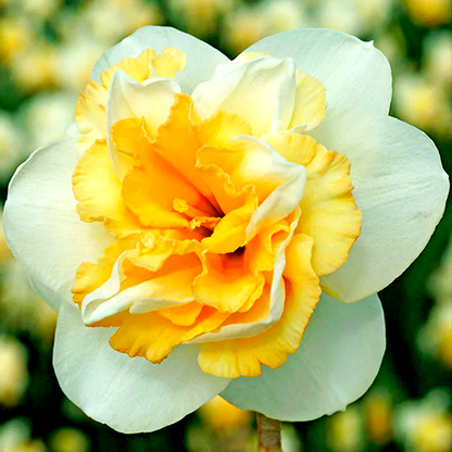 Golden Pearl