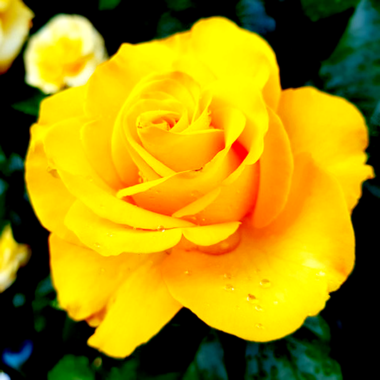 Golden Wedding