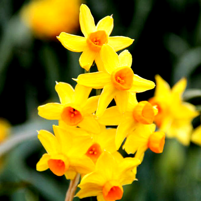 Grand Soleil d'Or