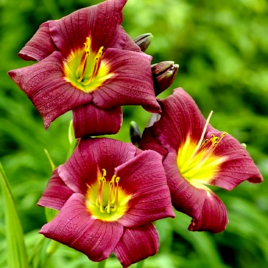 Grape Velvet