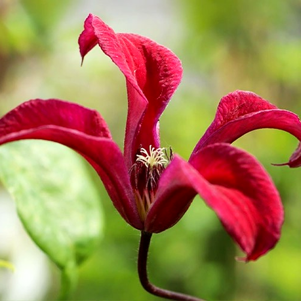 Gravetye Beauty