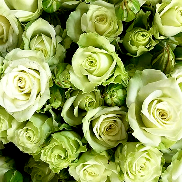 Green Glow