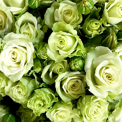 Green Glow