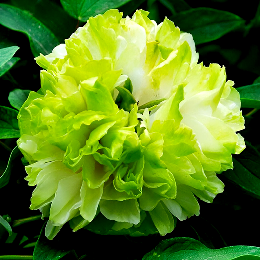 Green Jade