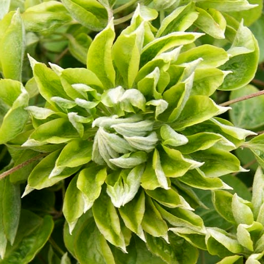 Green Passion