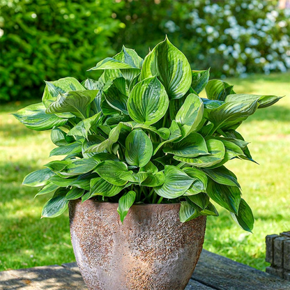 Green Patriot