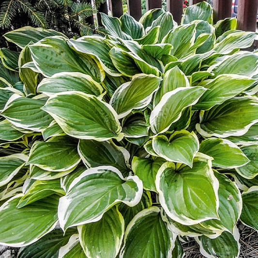 Green White