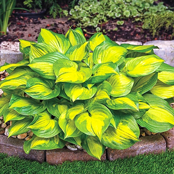 Green Yellow