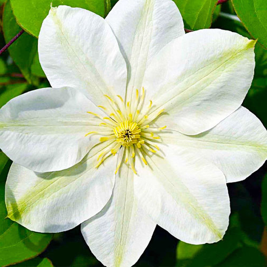 Guernsey Cream