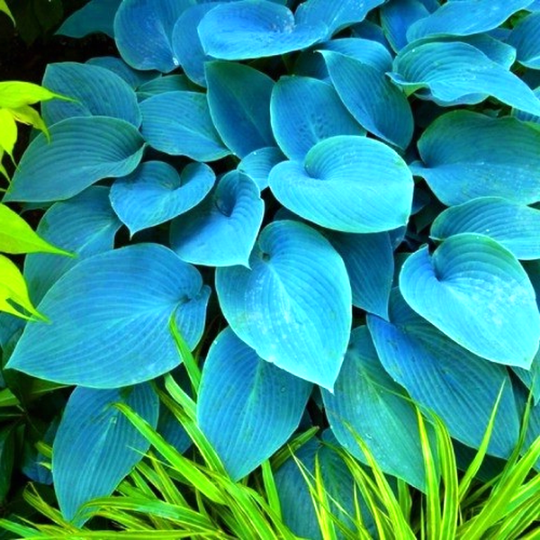 Halcyon