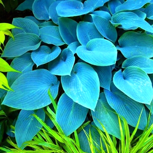 Halcyon