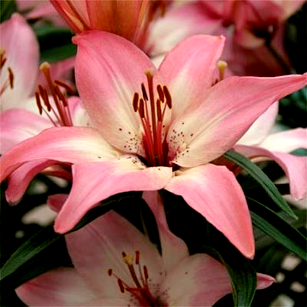 Happy Spring