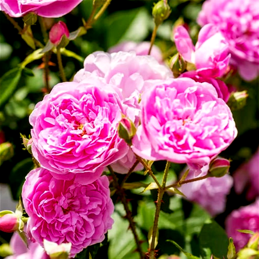 Harlow Carr