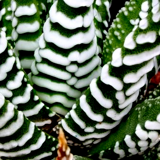 Haworthia attenuata