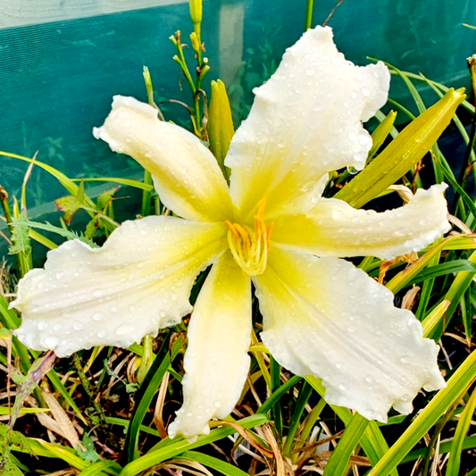 Heavenly Angel Ice