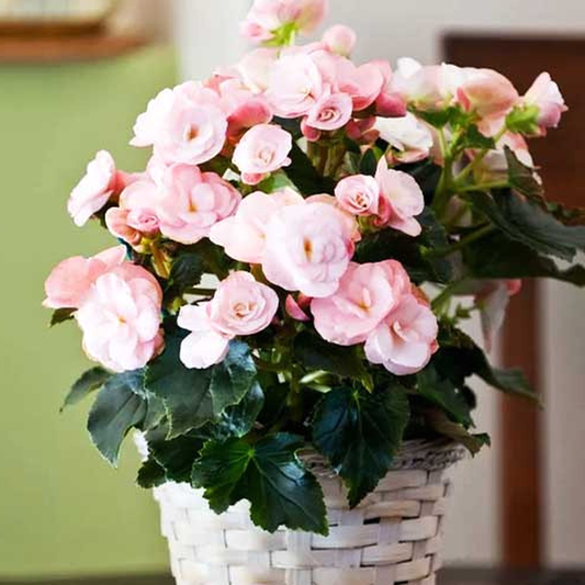 Hell Rosa