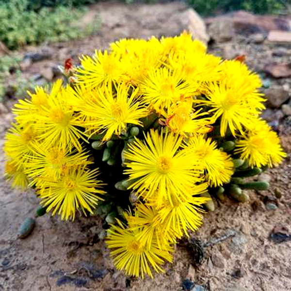 Hereroa aspera
