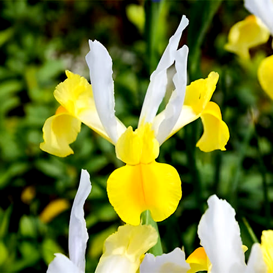 Hollandica Apollo