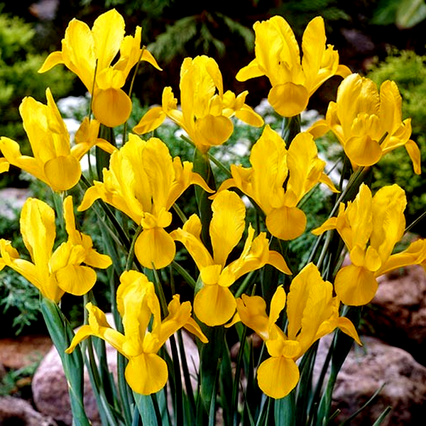 Hollandica Yellow