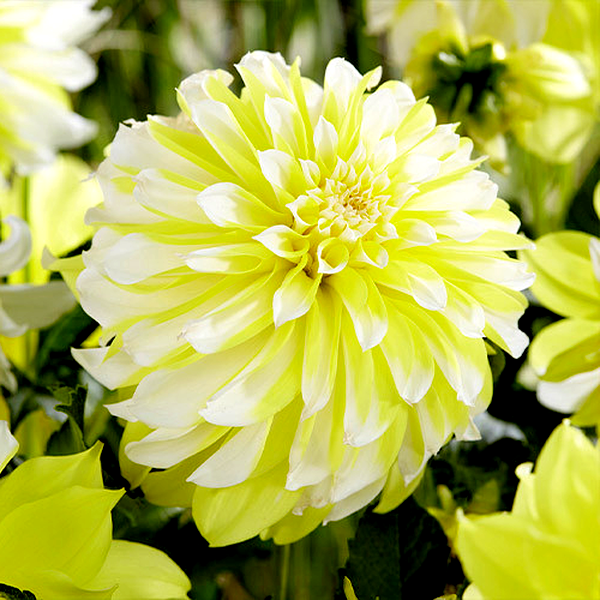 Hollyhill Lemon Ice