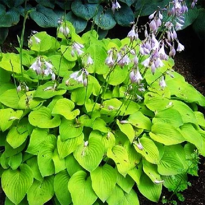 Honeybells