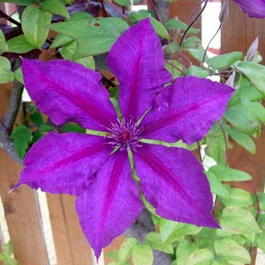 Honora