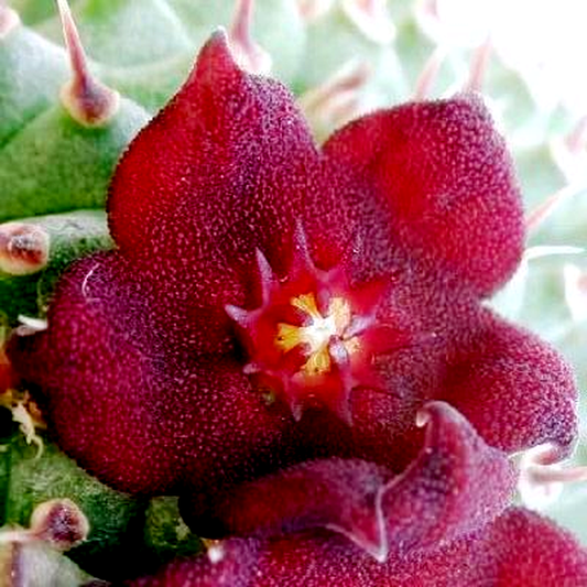 Hoodia pilifera