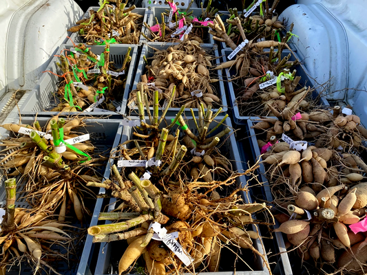 Tanita