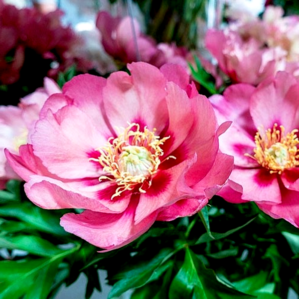 ITOH Old Rose Dandy
