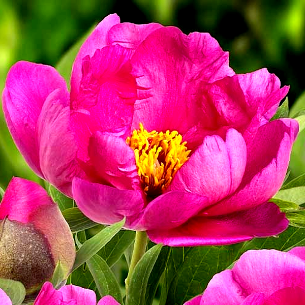 ITOH Pink Ardour