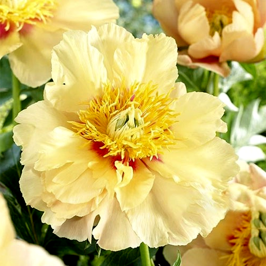 ITOH Prairie Charm
