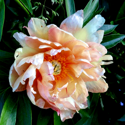 ITOH Royal Blush