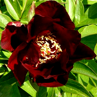 ITOH Simply Red