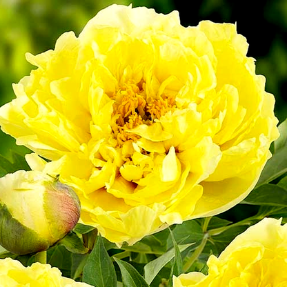 ITOH Yellow Crown