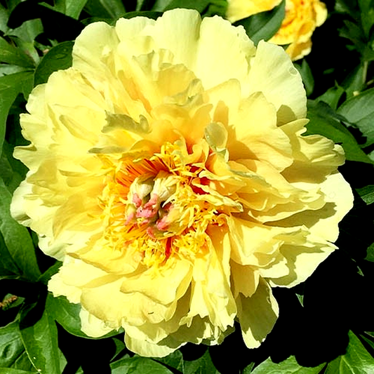 ITOH Yellow Heaven