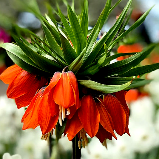 Imperialis Rubra