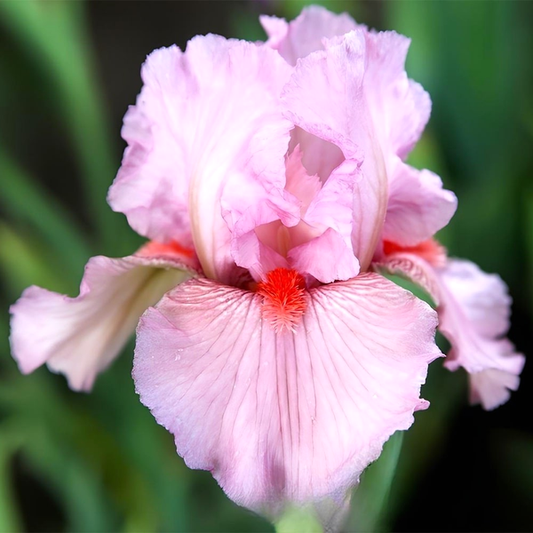 Intermedia Clearly Pink