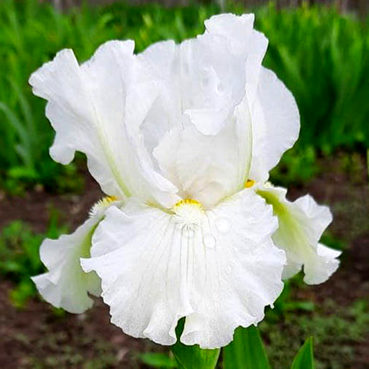 Intermedia Frosty Elegance