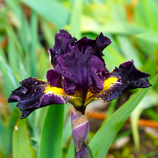 Intermedia Oblivio