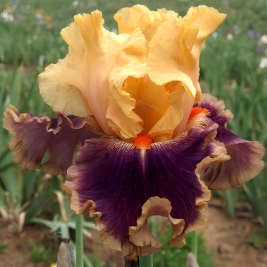 Intermedia Sicilian Orange
