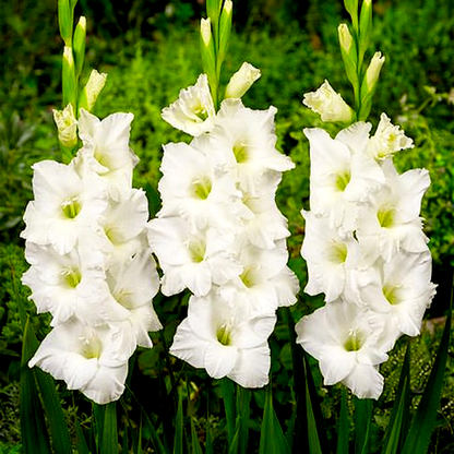 Ivory Priscilla