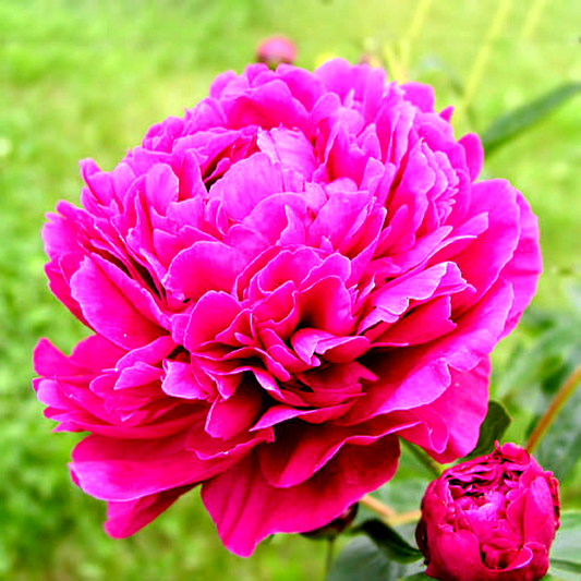 Jacorma